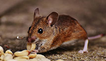 24 Hour & Emergency Exterminators in Nokesville, VA